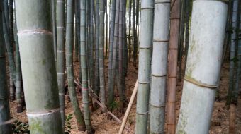 galerie-arashiyama-04