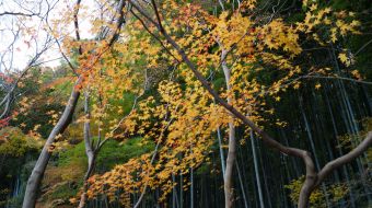 galerie-arashiyama-05
