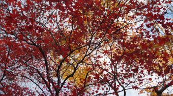 galerie-arashiyama-09