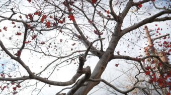 galerie-arashiyama-10