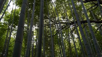 galerie-arashiyama-13