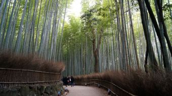 galerie-arashiyama-14