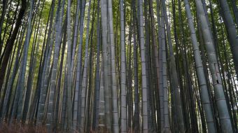 galerie-arashiyama-15