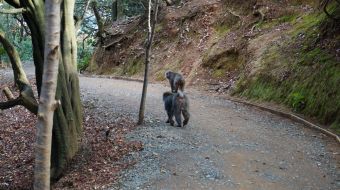 galerie-arashiyama-27