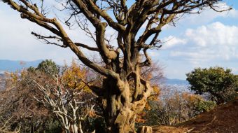 galerie-arashiyama-28