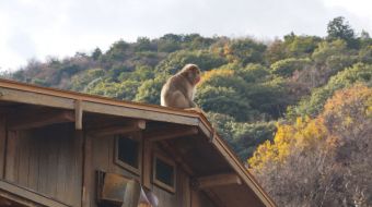 galerie-arashiyama-30