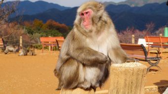 galerie-arashiyama-31