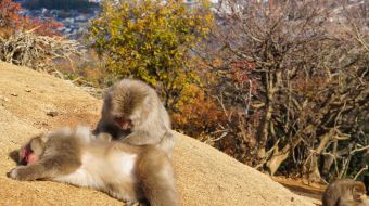 galerie-arashiyama-32
