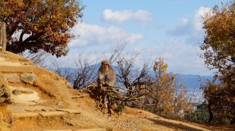 galerie-arashiyama-35