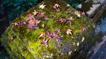 gallery-minoo-park-05