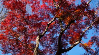gallery-minoo-park-12