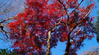 gallery-minoo-park-13