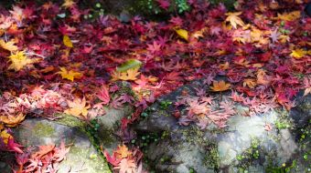 gallery-minoo-park-19