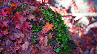 gallery-minoo-park-28