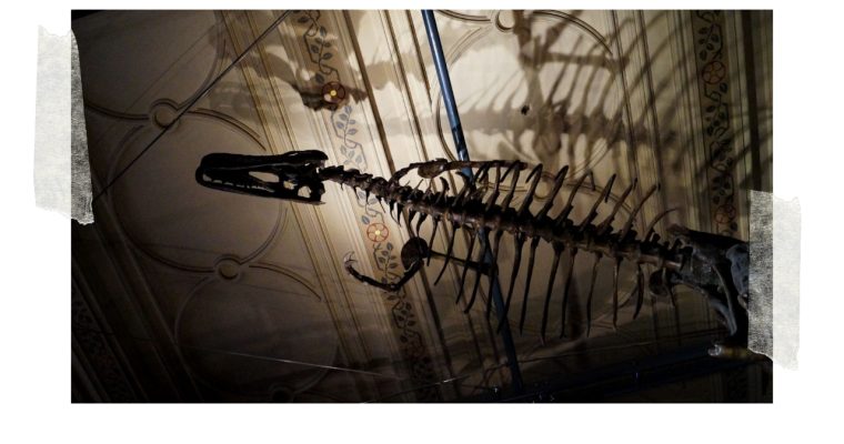 <H1>LONDRES – Visite de l&rsquo;impressionnant Musée d&rsquo;Histoire Naturelle</h1>